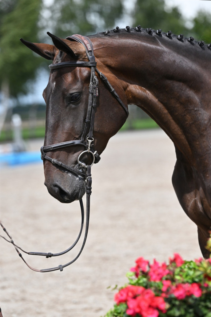 Royal Princess — Kwpn · Mare · 4y