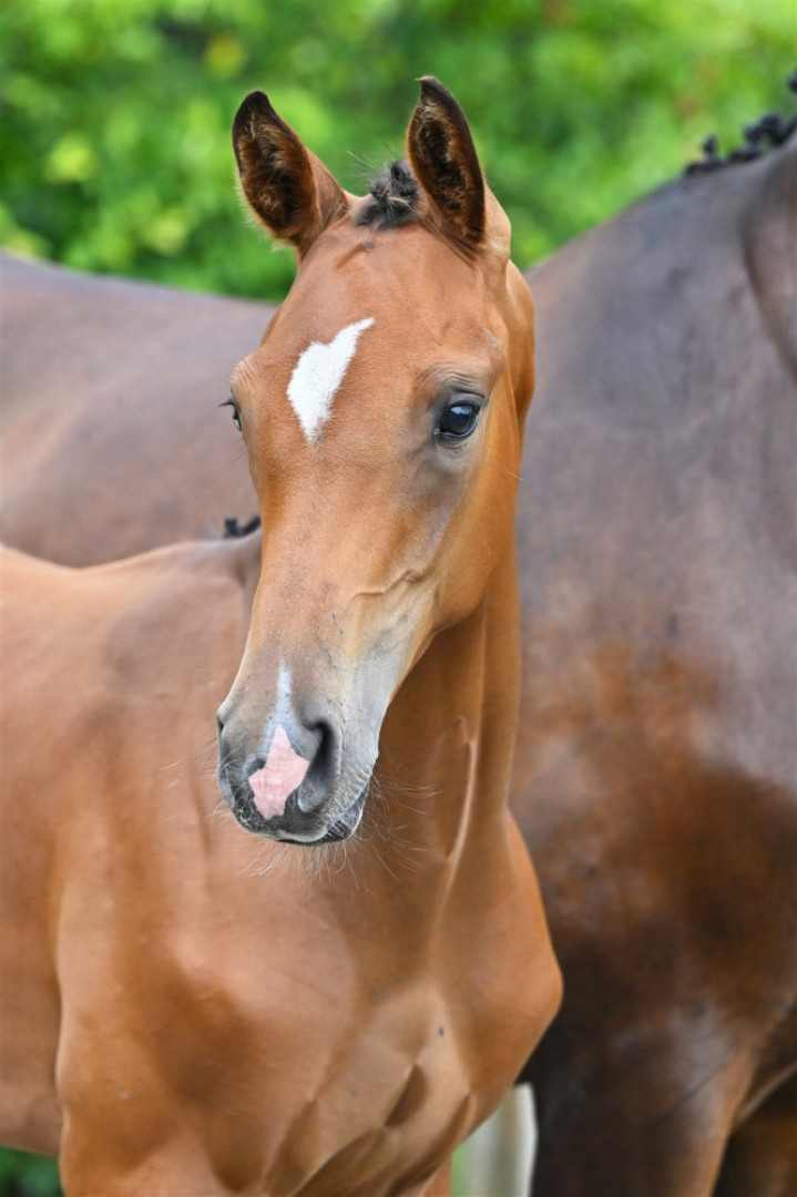 Van Wampie Wolfshoeve — Kwpn · Stallion · 1y
