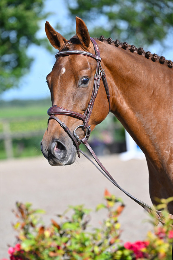 Riberlina B — Kwpn · Mare · 5y