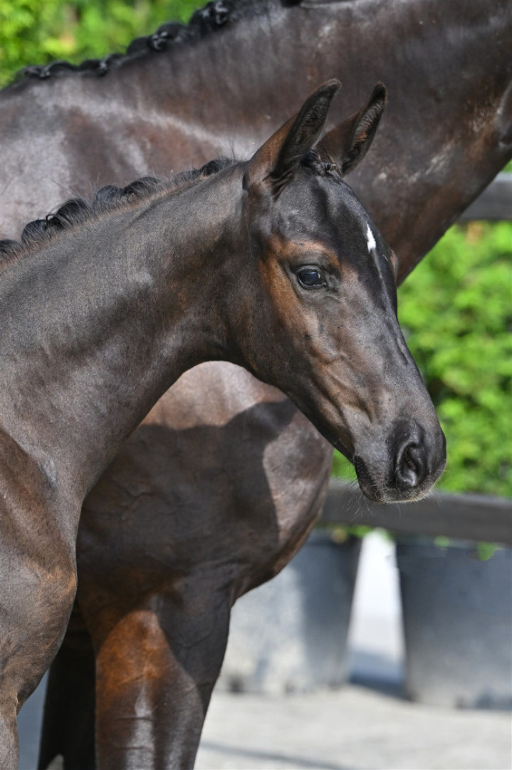 V-Power FX (ICSI) — Kwpn · Stallion · 1y