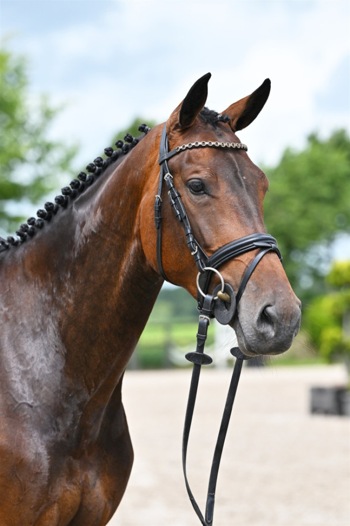 River Star — Kwpn · Mare · 5y