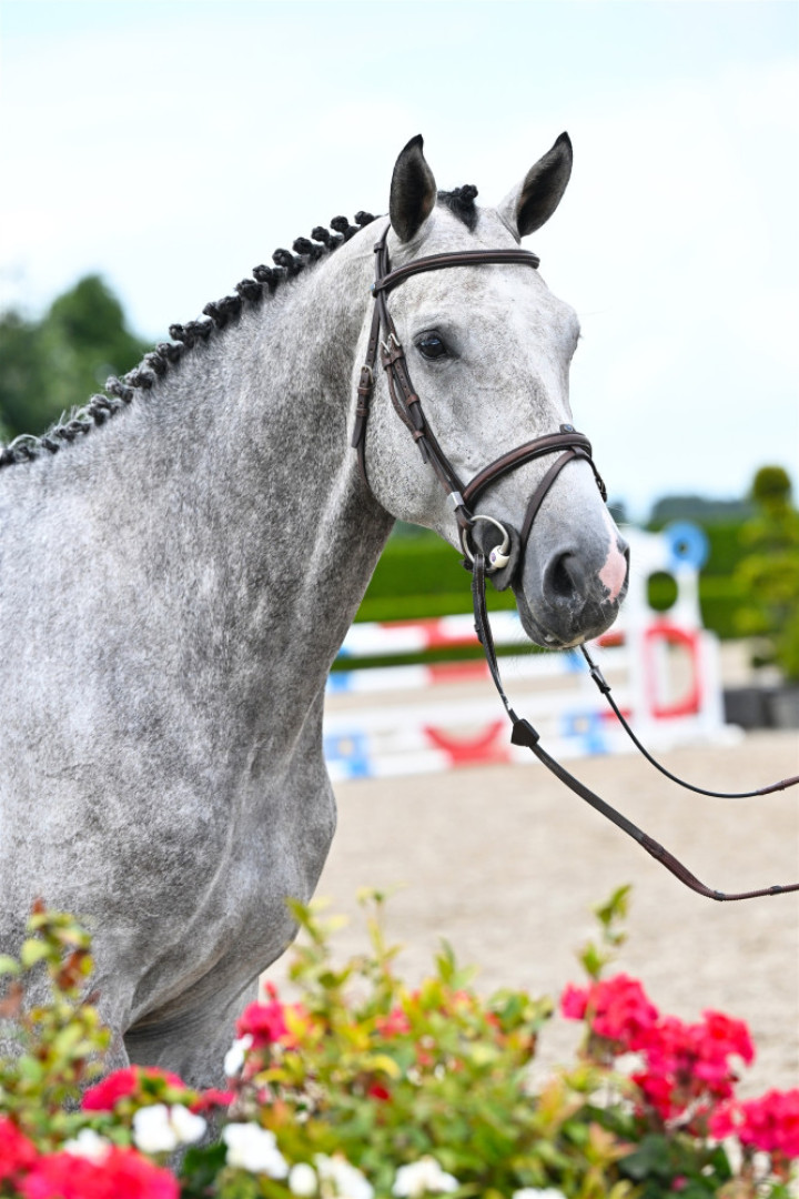 Fortissimo — Holsteiner · Gelding · 5y