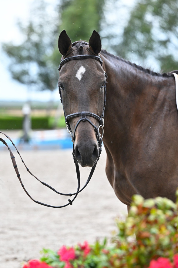 Rambo — Kwpn · Gelding · 5y