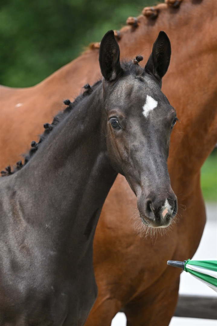Viaplay Texel — Kwpn · Stallion · 1y