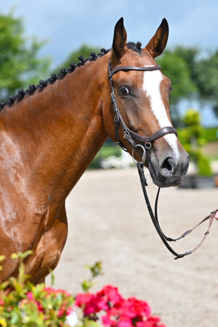 Radonna — Kwpn · Mare · 5y