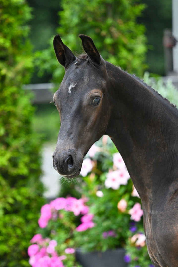 V-Power-O — Kwpn · Stallion · 1y