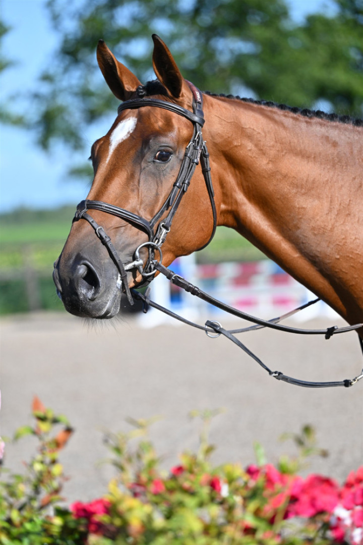 Rovyra (elite) — Kwpn · Mare · 5y