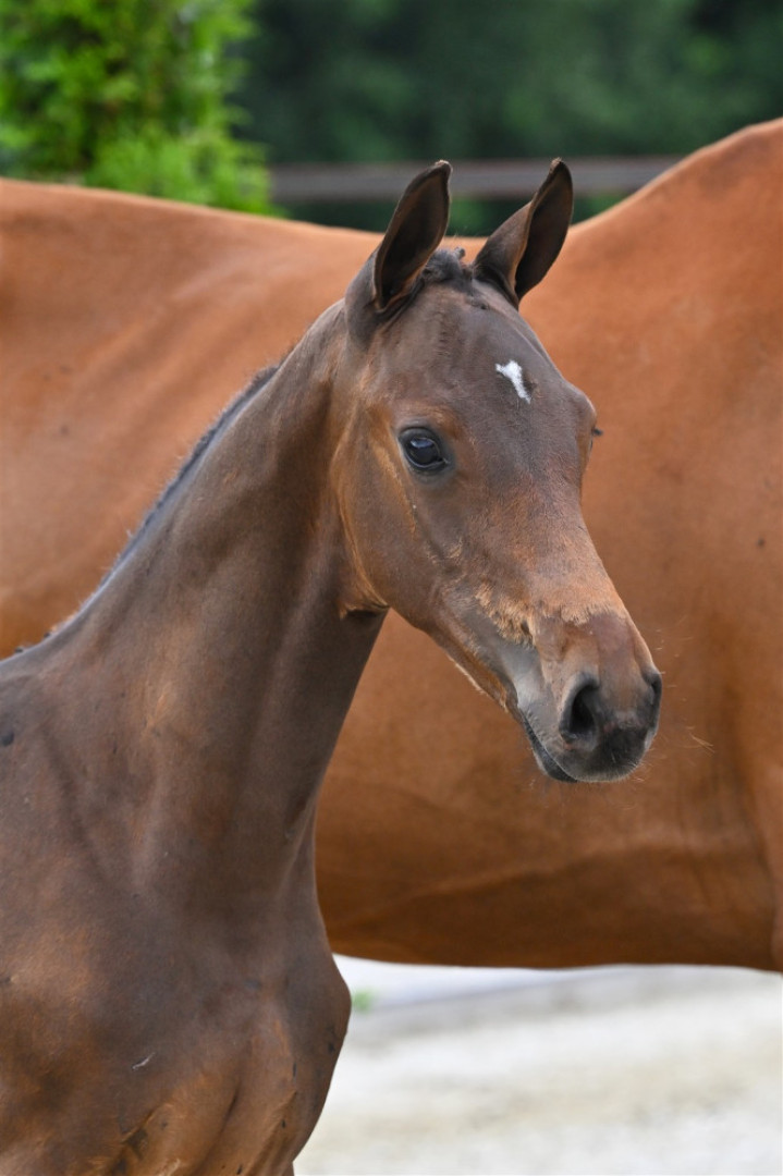 Vilandro ID — Kwpn · Stallion · 1y