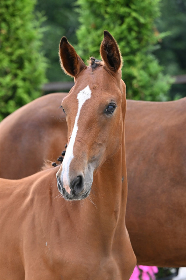 Vanlande Gun — Kwpn · Mare · 1y