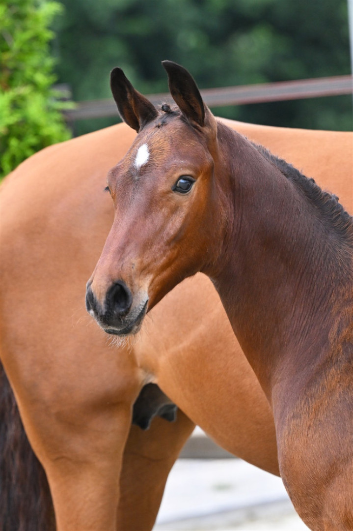 Valenthijmus van de Tjongershoeve — Kwpn · Stallion · 1y