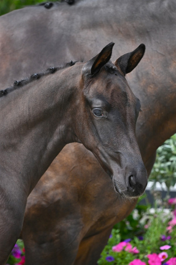 Victor Héroïque — Kwpn · Stallion · 1y