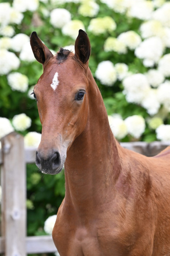 Voici Une Zottie — Kwpn · Mare · 1y