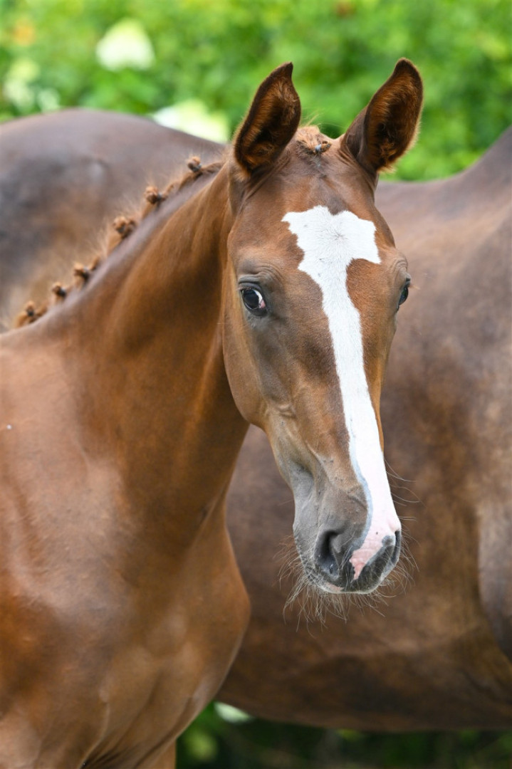 Victorix Wolfshoeve (ET) — Kwpn · Stallion · 1y