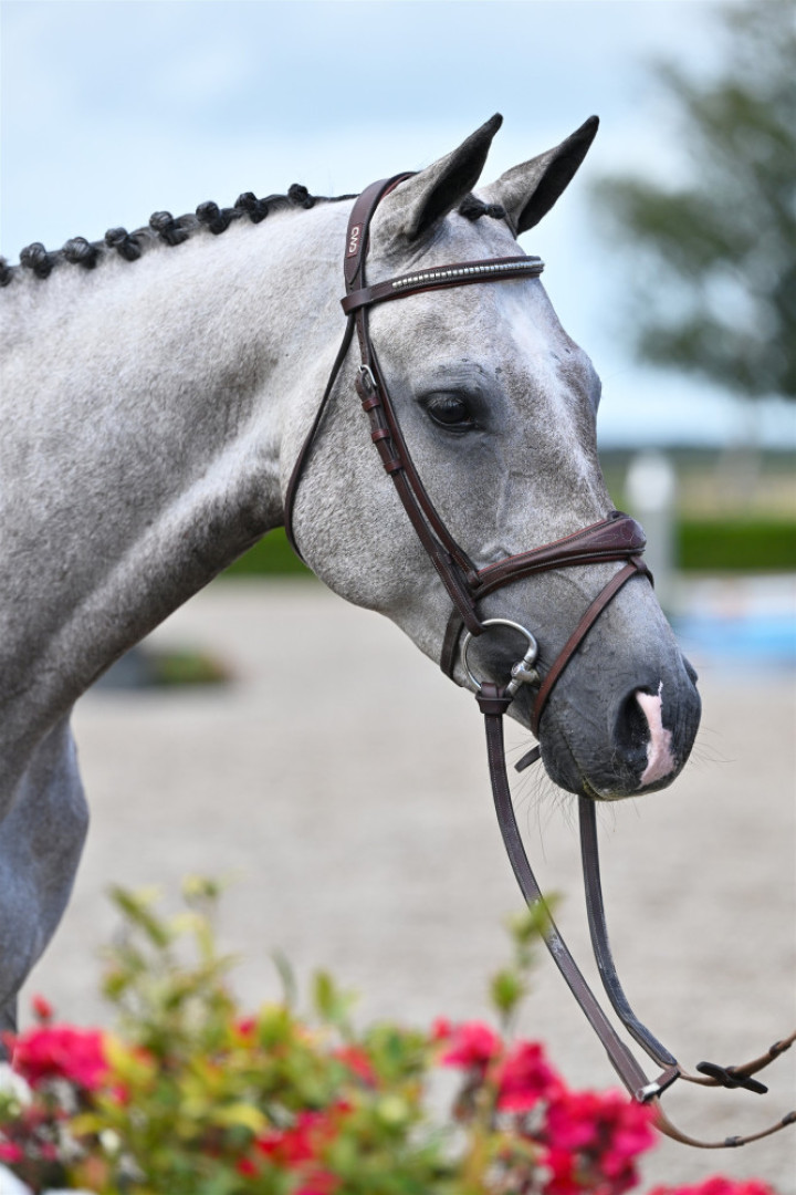 Pomme D'Amour — Kwpn · Gelding · 6y