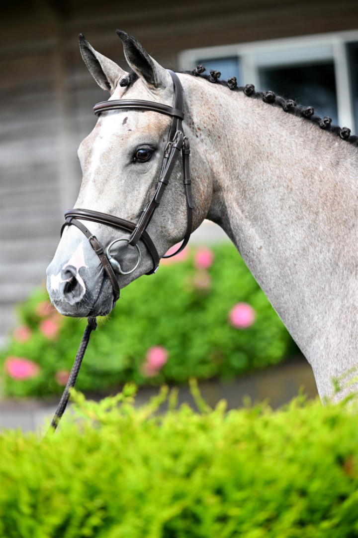 Snow Cooper — Kwpn · Mare · 4y