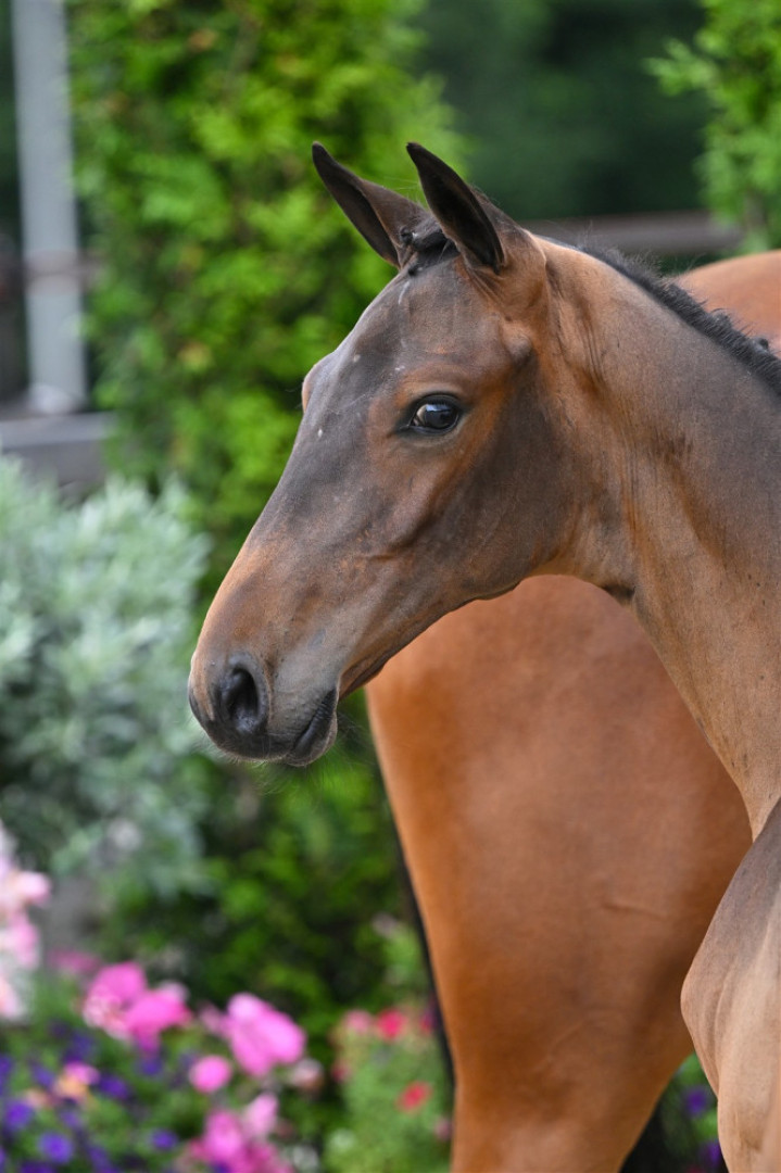 Vencouver DN — Stallion · 1y