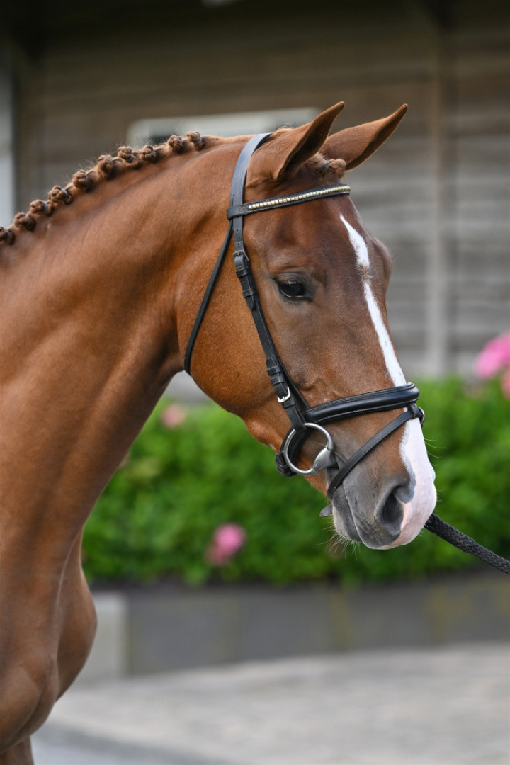 Mc Blue — NRPS · Gelding · 4y